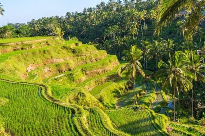 Ubud Full Day Tour Waterfall Monkey Forest Rice Terrace - The private format and the value of a good driver