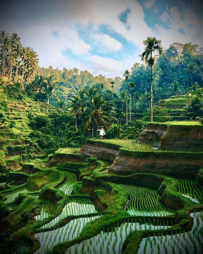 Ubud: Hidden Waterfall, Monkey Forest, Rice Terrace & Swing - A full Ubud day without a large group