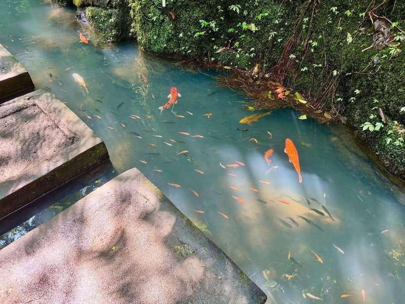 Ubud: Hidden Waterfall, Monkey Forest, Rice Terrace & Swing - Jungle swing and coffee plantation