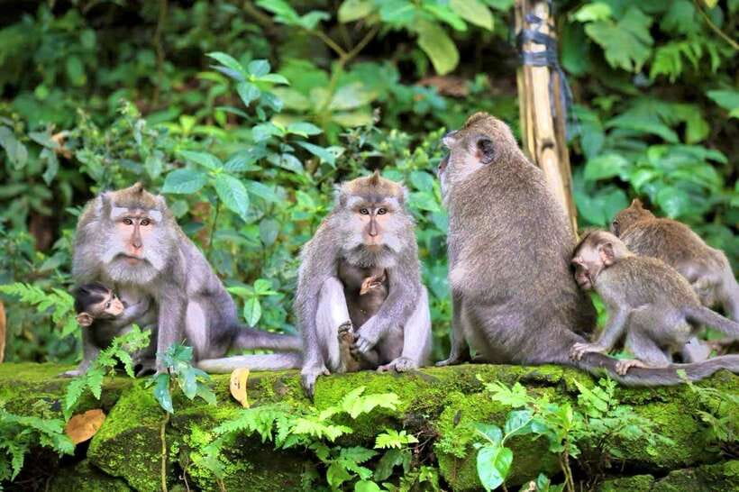 Ubud: Hidden Waterfall, Monkey Forest, Rice Terrace & Swing - Sacred Monkey Forest: Ubud’s wild side