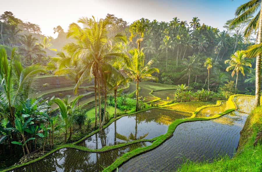 Ubud: Highlights Tour with Soul Purification at Tirta Empul - Tegalalang Rice Terrace and the optional jungle swing