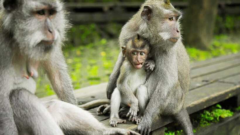 Ubud: Highlights Tour with Soul Purification at Tirta Empul - Who will enjoy this tour most