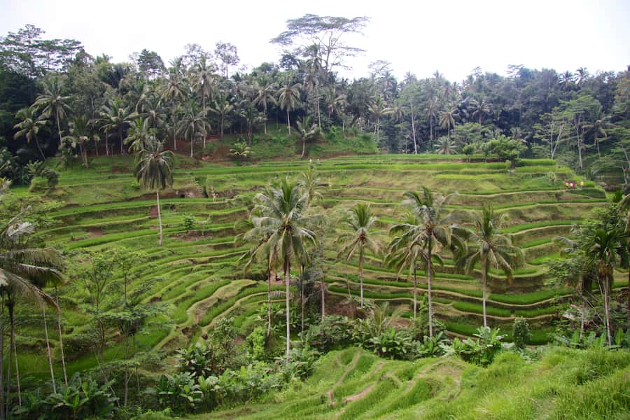 Ubud: Monkey Forest and Rice Terrace Private Tour - Transport, timing, and guide quality