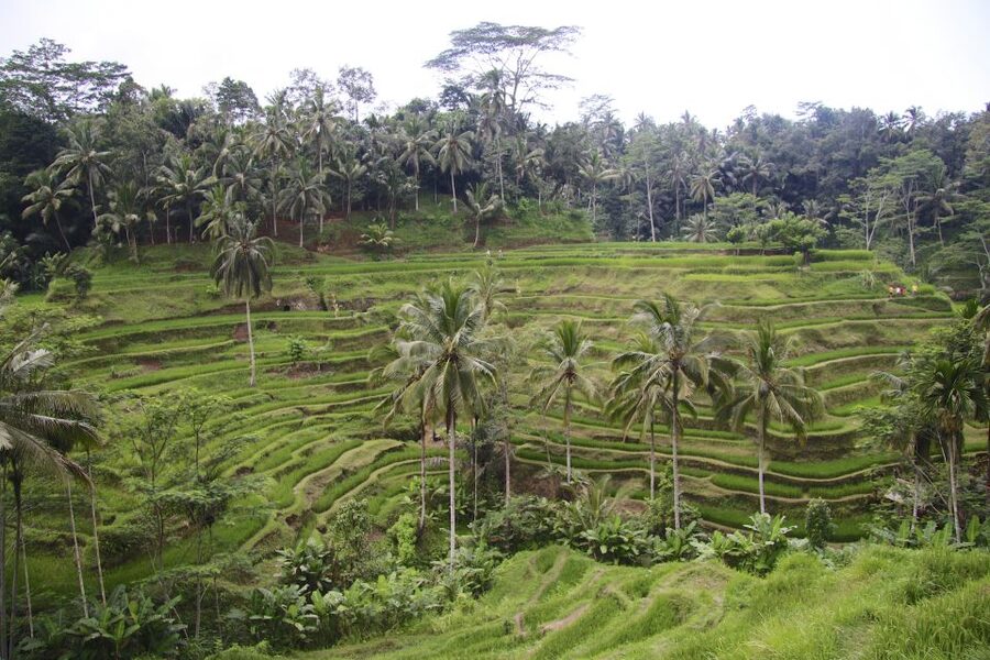 Ubud: Monkey Forest and Rice Terrace Private Tour - Ubud Royal Palace and a quieter look at royal Bali