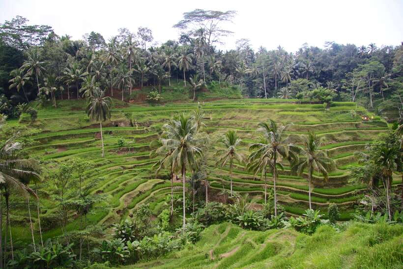 Ubud: Monkey Forest and Rice Terrace Private Tour - Craft villages and the working side of Ubud