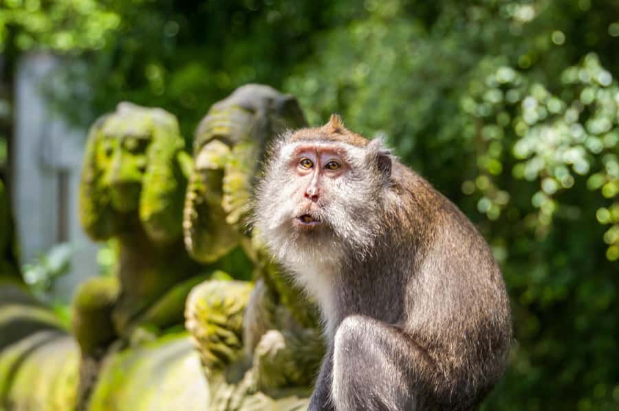 Ubud: Monkey Forest and Rice Terrace Private Tour - Starting with a Balinese home compound