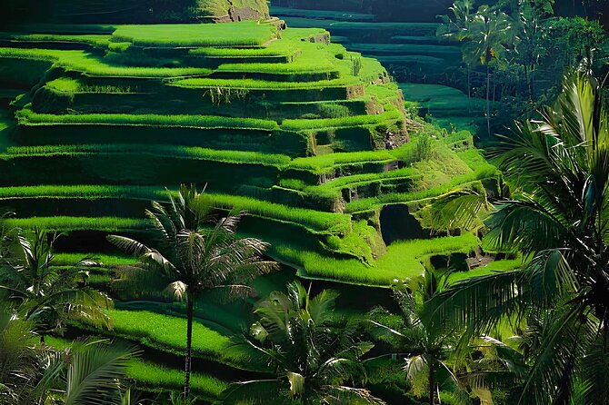 Ubud: Monkey Forest, Water Temple, Rice Terrace, Waterfall - Tirta Empul: Bali’s holy water and temple etiquette