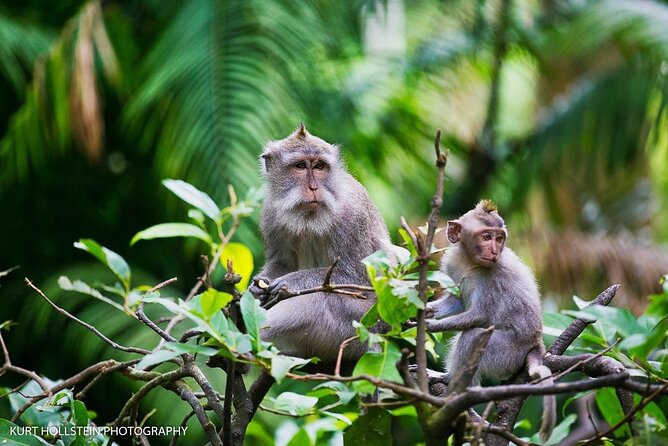 Ubud: Monkey Forest, Water Temple, Rice Terrace, Waterfall - Sacred Monkey Forest: shaded paths and cheeky macaques