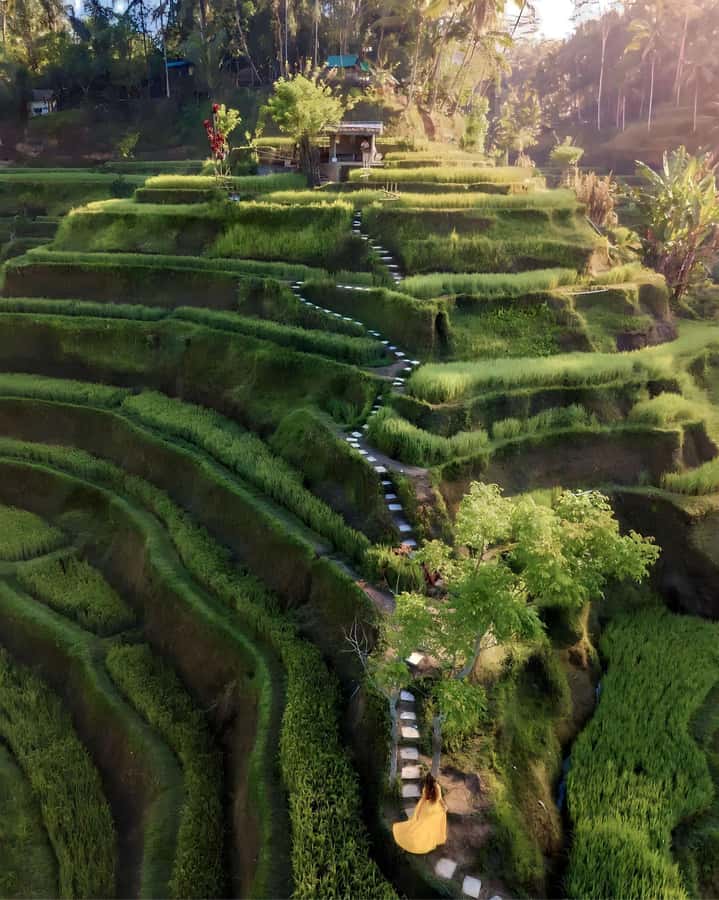 Ubud: Private Hidden Waterfalls and Rice Terrace Tour - What the private format really adds