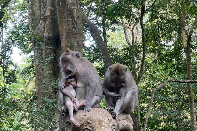Ubud Private Tour: Monkey Forest, Rice Terrace, Temple, Waterfall - Lunch at Tebasari Resto