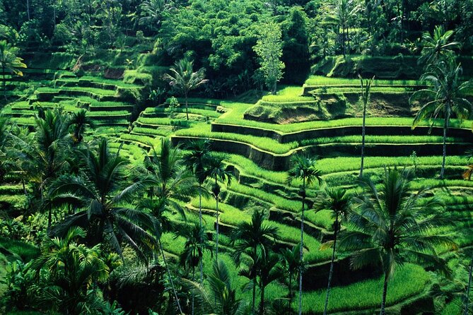 Ubud Private Tour : Ubud Temple and Authentic of Ubud - What this Ubud day is really designed to do