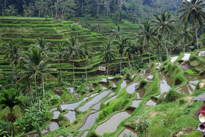 Ubud private tours - Tirta Empul Temple and Balinese tradition