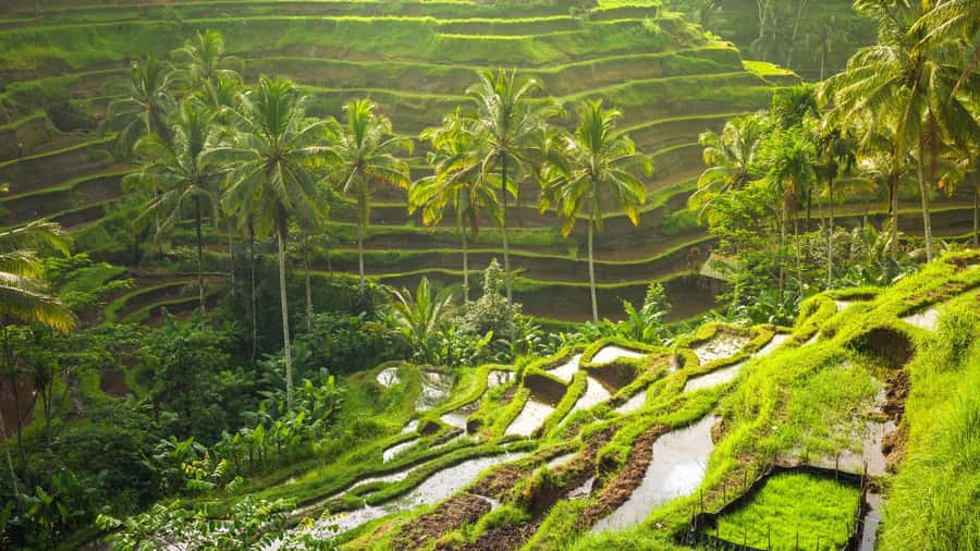 Ubud: Rice Terrace, Holy Water Temple & Waterfalls Trek Tour - Tirta Empul: Bali’s sacred water tradition