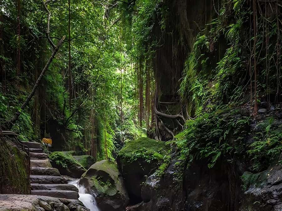 Ubud: Rice Terrace, Monkey Forest, Temple, & Waterfall - A 45-minute look at Balinese coffee making
