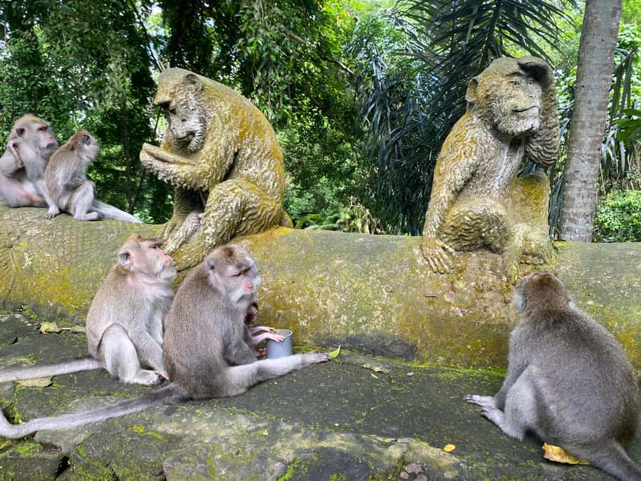 Ubud: Rice Terrace, Monkey Forest, Temple, & Waterfall - Meeting the monkeys at Sacred Monkey Forest