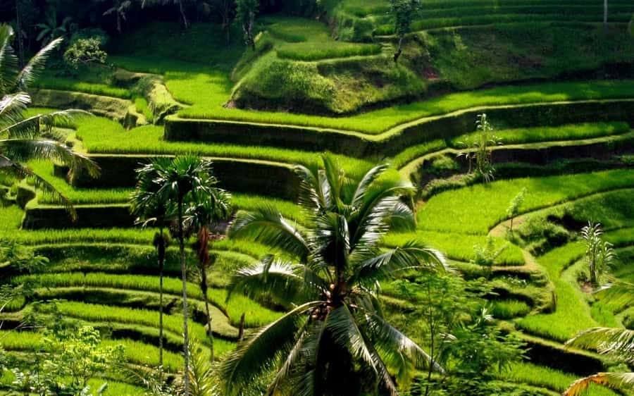 Ubud: Rice Terrace, Waterfall, & Elephant Cave - Key points to know before booking