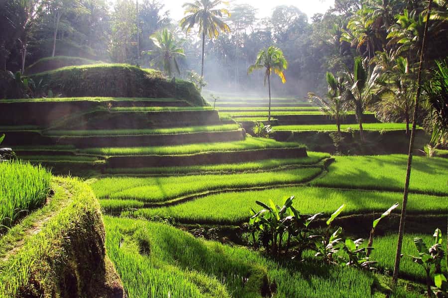 Ubud: Rice Terrace, Waterfall, & Elephant Cave - Tirta Empul and the meaning of the bathing pools