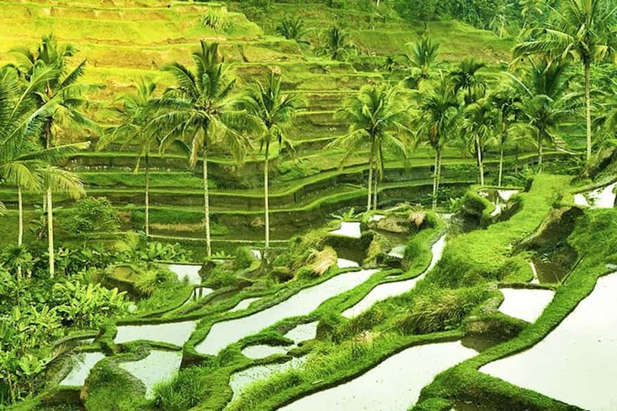 Ubud: Rice Terrace, Waterfall, & Elephant Cave - Tegalalang Rice Terrace, the scenic finish