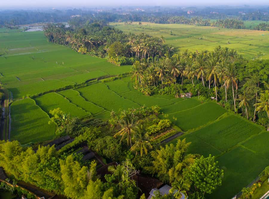 Ubud: Romantic Dinner among the Rice Fields - Dietary requests and practical limits