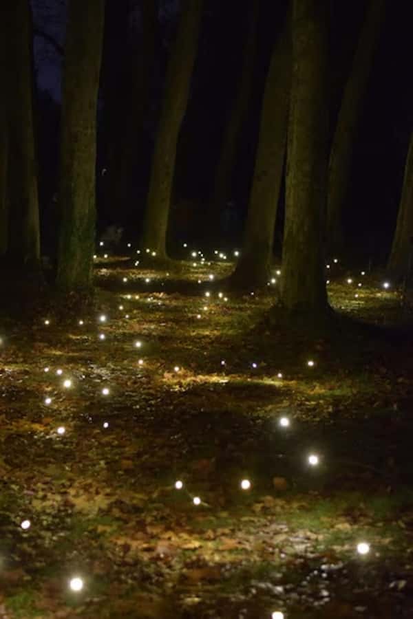 Ubud: Taro Village Firefly Excursion with a Vegetarian Meal - Key points to know before you book