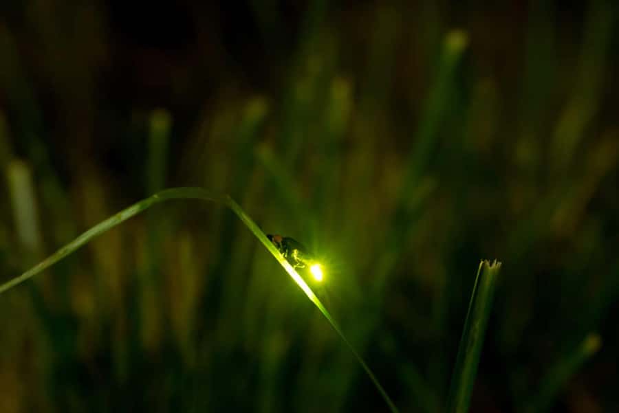Ubud: Taro Village Firefly Excursion with a Vegetarian Meal - Why this Taro evening feels different