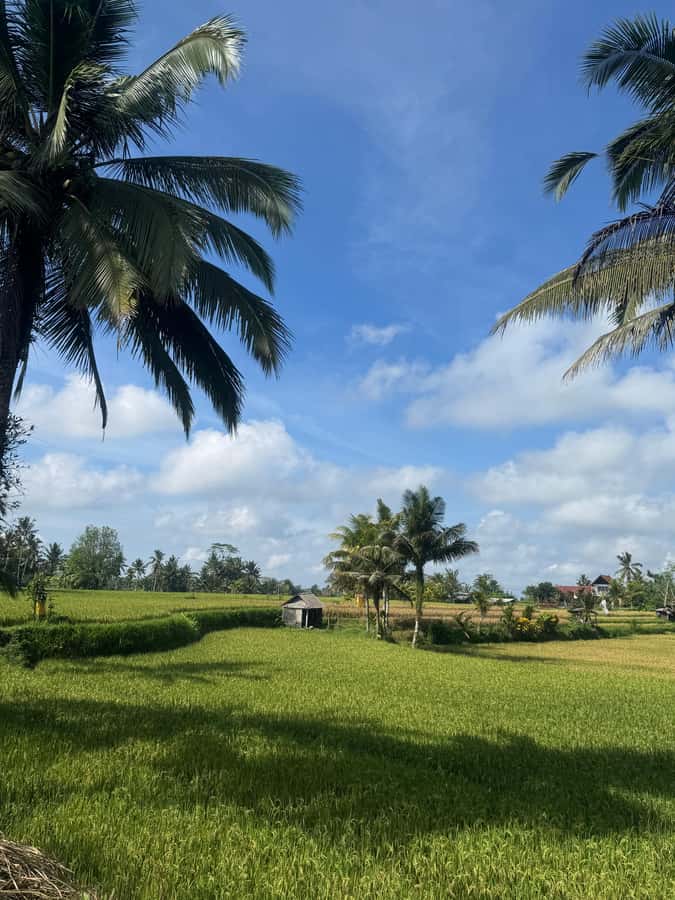 Ubud: Taro Village Firefly Excursion with a Vegetarian Meal - Candlelight and Balinese house design