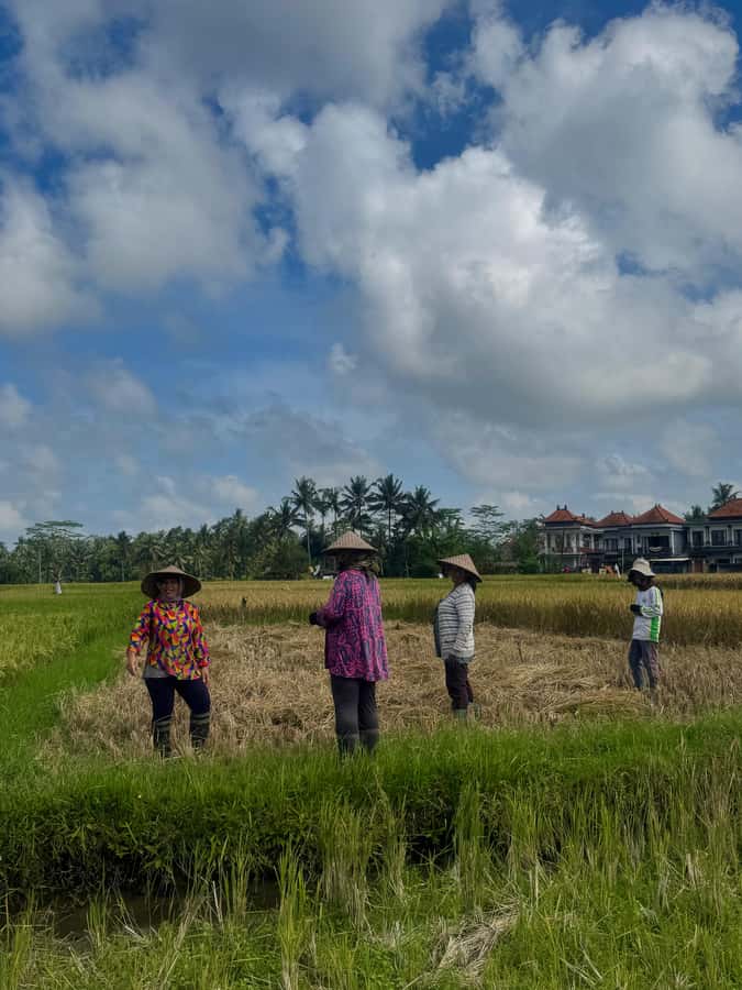 Ubud: Taro Village Firefly Excursion with a Vegetarian Meal - Group size, pickup, and practical timing