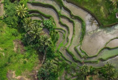 Tegalalang Rice Terrace Photos Tour with Swing Ticket
