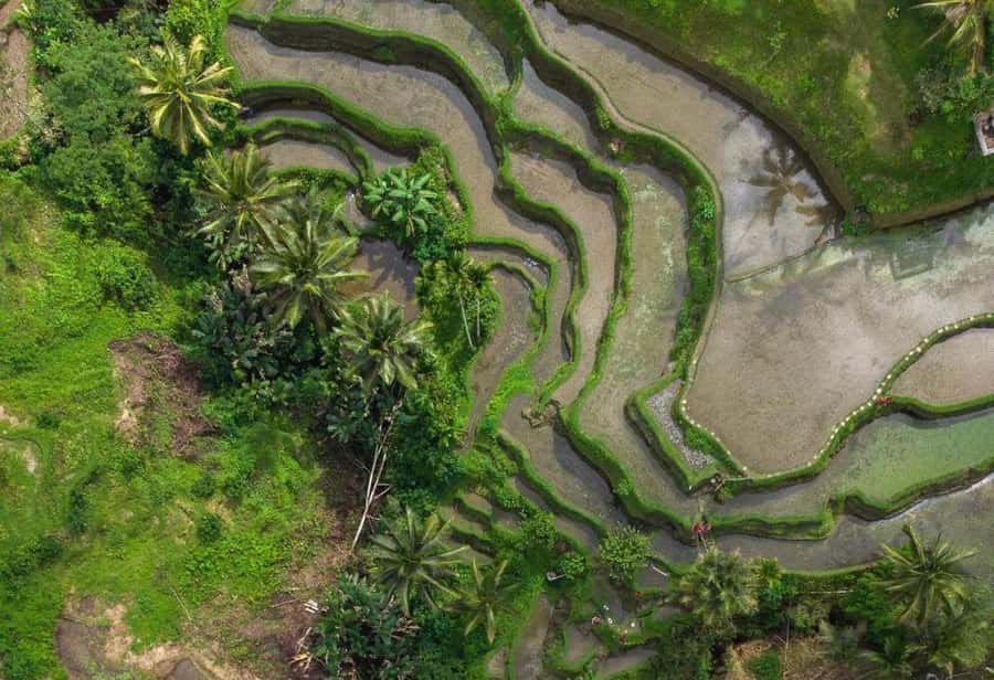 Ubud: Tegalalang Rice Terrace Photos Tour with Swing Ticket - Subak and Tri Hita Karana in plain terms
