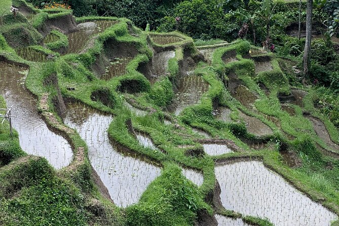 Ubud Top Tours to Discover Bali’s Cultural and Natural Wonders - Tirta Empul and the cleansing ritual