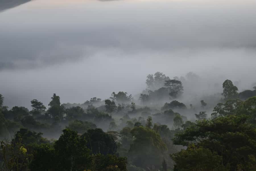 Ubud & Volcano Hot Springs Tours - Learning about coffee at Bali Temen