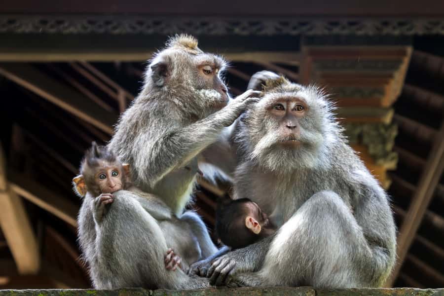 Ubud: Walking Tour with Campuhan Ridge & Monkey Forest - Key points to know before you book