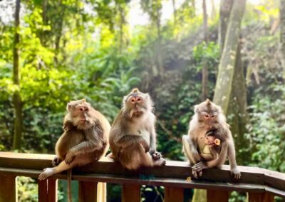 Walking Tour with Campuhan Ridge & Monkey Forest
