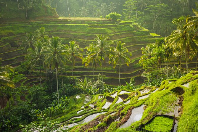Ubud waterfall, rice terraces, and swing explore - What the $41 price really covers