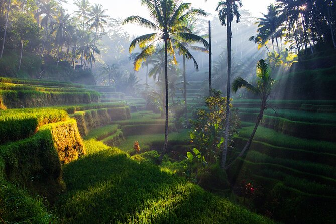 Ubud waterfall, rice terraces, and swing explore - Who will get the most from this tour