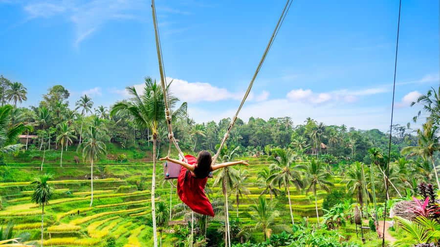 Ubud: Waterfall, Rice Terraces & Monkey Forest Tour - What this $26 Ubud tour really covers
