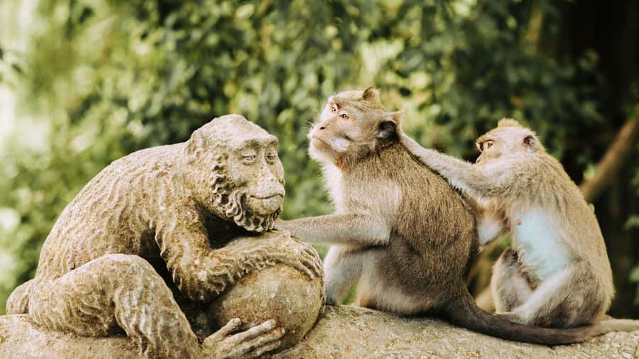 Ubud: Waterfall, Rice Terraces & Monkey Forest Tour - Ubud Market, a quick look at local commerce