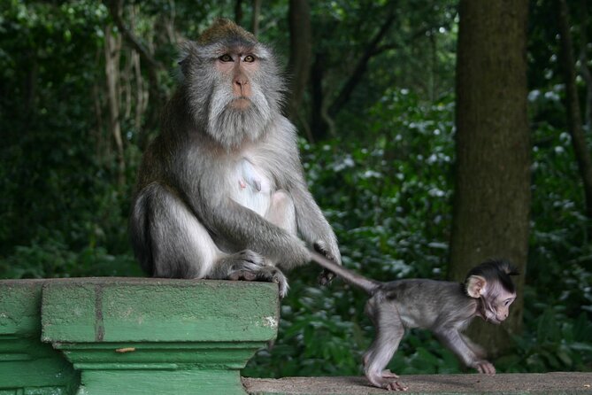 Ubud: Waterfalls, Rice Terraces, and Monkey Forest Private Tour - A Full Day From Southern Bali to Ubud