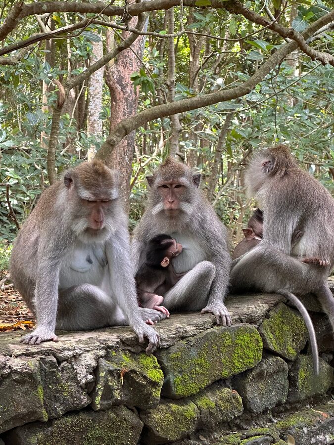 Ubud: Waterfalls, Rice Terraces, and Monkey Forest Private Tour - Sacred Monkey Forest Sanctuary: A Shady Final Stop