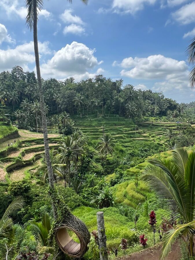 Ubud: Waterfalls, Rice Terraces, and Monkey Forest Private Tour - What the Private Guide Adds