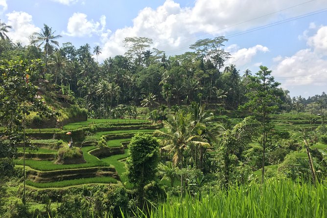 Ubud: Waterfalls, Rice Terraces, and Monkey Forest Private Tour - Is $62.83 Per Person a Good Deal?