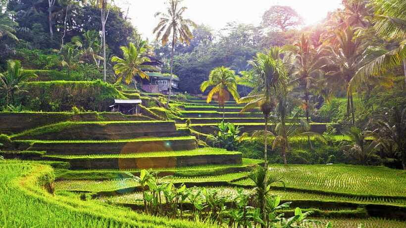 Ubud: Wood Carving Class with Balinese Artisans - Who should book this experience
