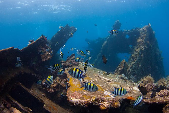 USS Liberty Shipwreck Scuba Diving at Tulamben Bali - Why the USS Liberty is such a good underwater sight
