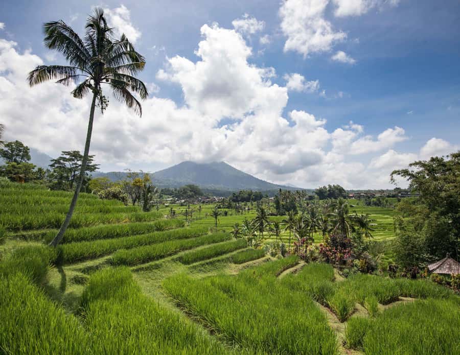 West Bali: Jatiluwih Rice Terrace and Tanah Lot Sunset Tour - Jatiluwih, where the rice fields take over