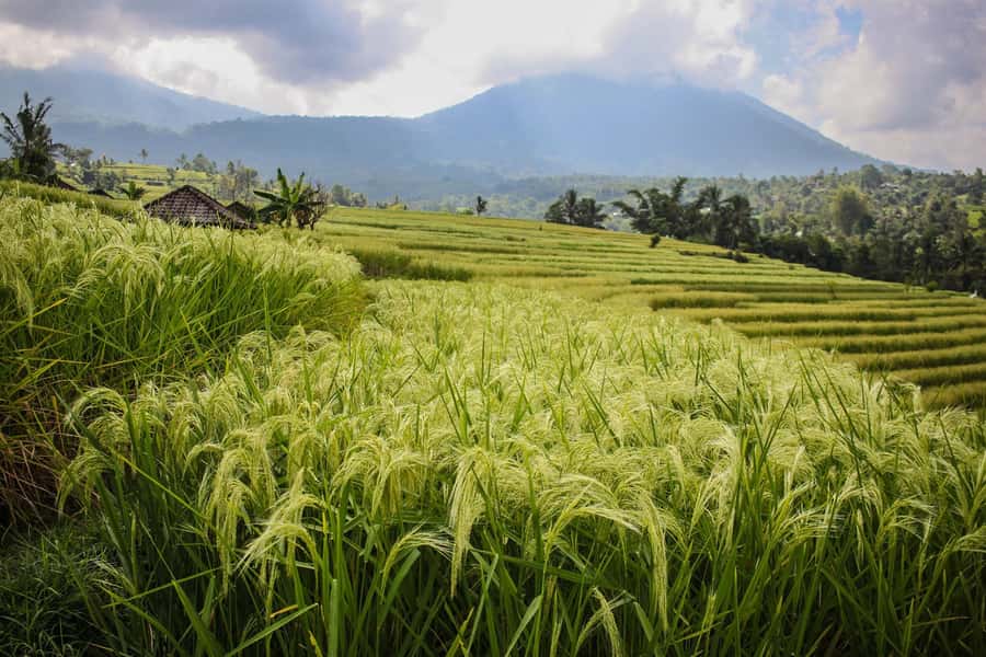 West Bali: Jatiluwih Rice Terrace and Tanah Lot Sunset Tour - The long drive to Tanah Lot