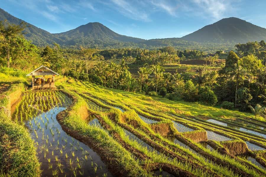 West Bali: Jatiluwih Rice Terrace and Tanah Lot Sunset Tour - Guides, vehicles, and the human side of the day