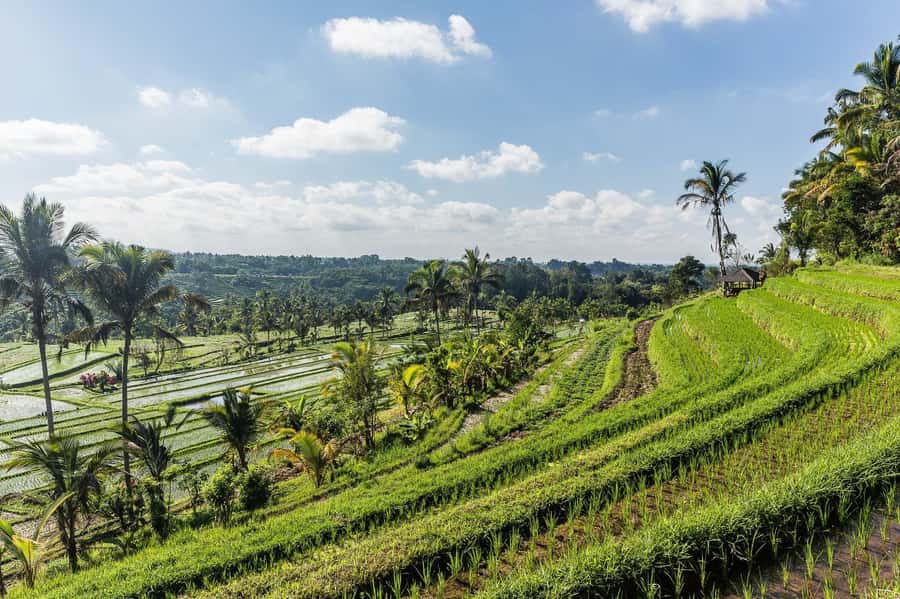 West Bali: Jatiluwih Rice Terrace and Tanah Lot Sunset Tour - Who will get the most from this tour